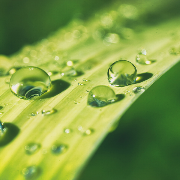 Close Up of Aloe Vera Plant with Drops of Water