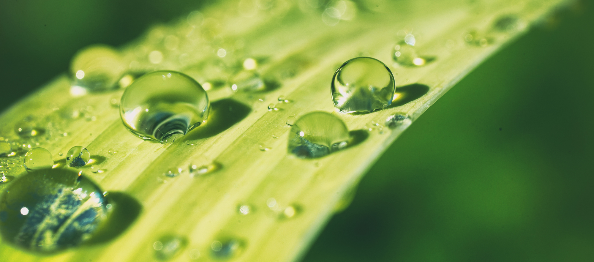 Close up image of aloe leaf with drops of water in sunlight